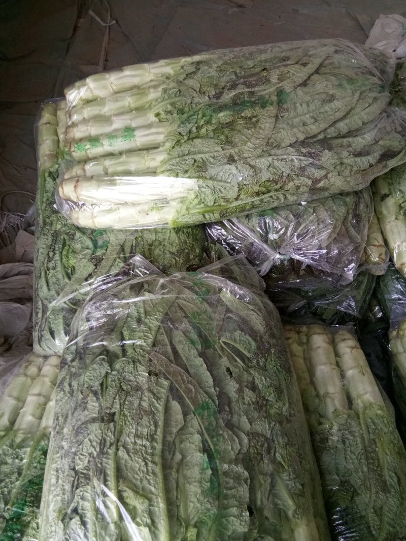 大棚种植紫叶香笋大量上市