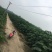 浩林家庭农场泡桐苗繁育中心