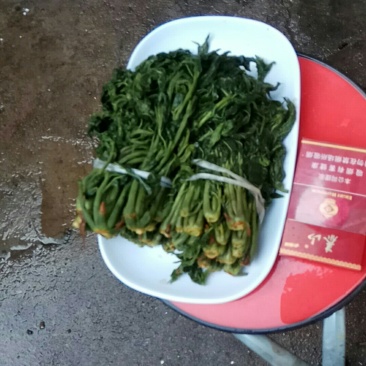 香椿芽咸菜，头芽香椿咸菜，2芽香椿咸菜常年供货