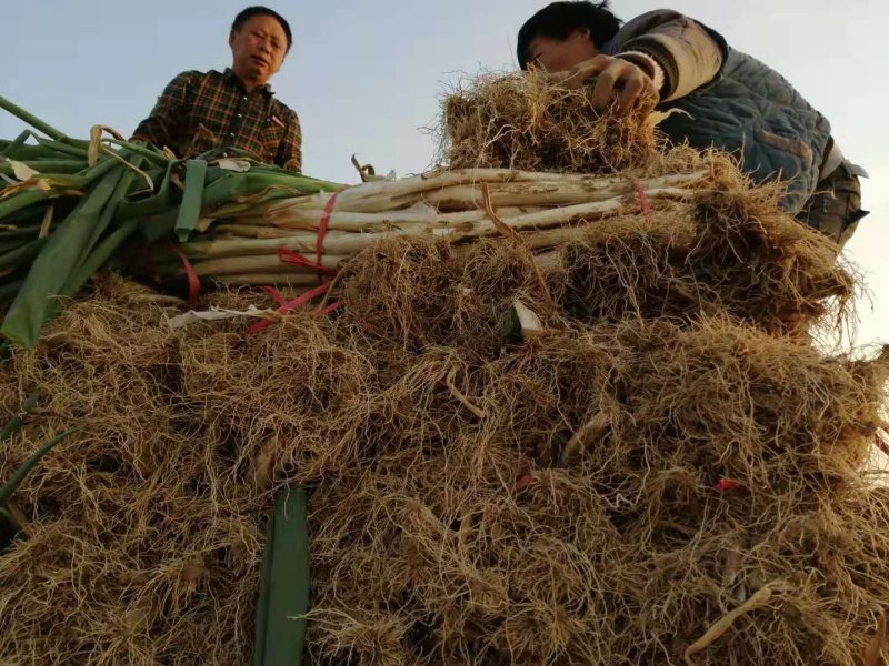 [热卖]安阳滑县大葱，诚信经营一手货源，质量保证量大从优