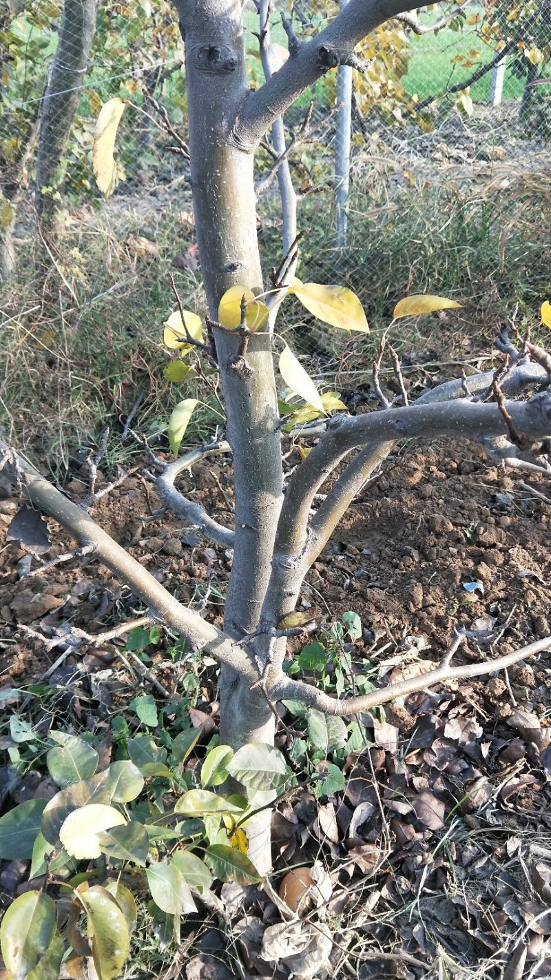 梨树占地梨树