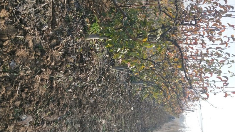 梨树占地梨树