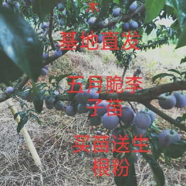 五月脆李子苗，凤凰李子苗，保湿发货，基地直发，量大从优惠