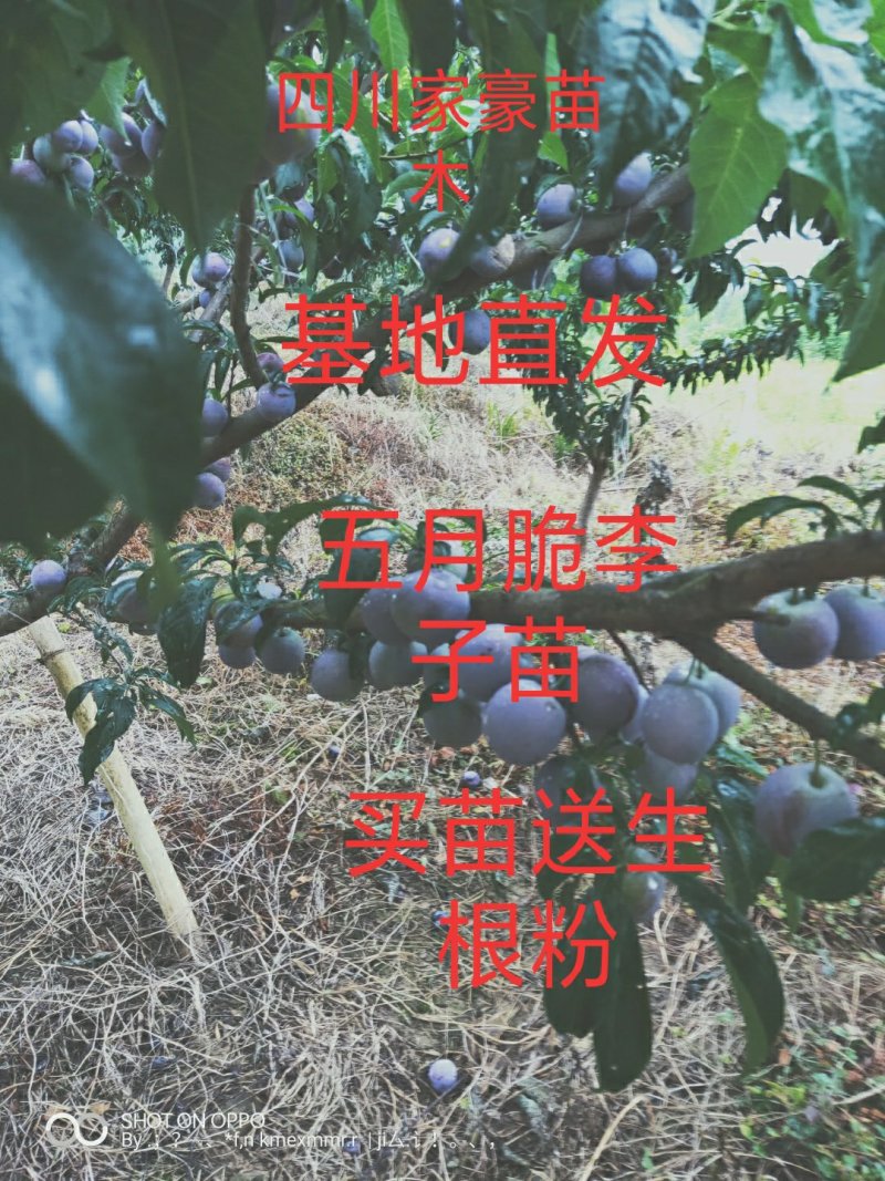 五月脆李子苗，凤凰李子苗，保湿发货，基地直发，量大从优惠