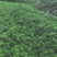 四川基地直发藤椒苗嫁接苗无刺藤椒嫁接苗