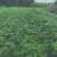 四川基地直发藤椒苗嫁接苗无刺藤椒嫁接苗