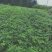 四川基地直发藤椒苗嫁接苗无刺藤椒嫁接苗