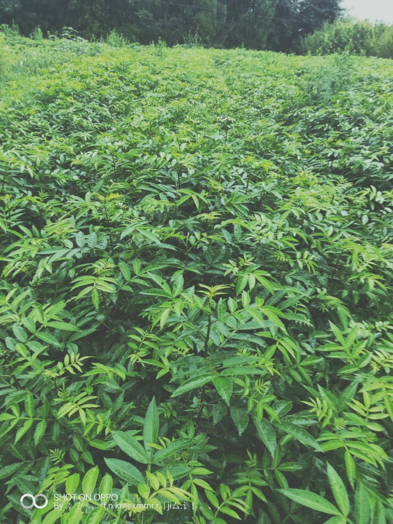 四川基地直发藤椒苗嫁接苗无刺藤椒嫁接苗