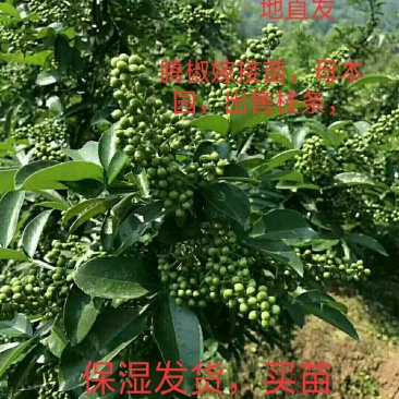 四川基地直发藤椒苗嫁接苗无刺藤椒嫁接苗