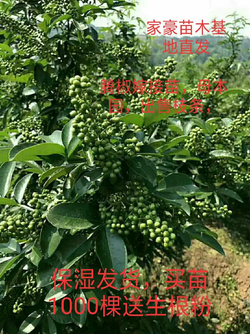 四川基地直发藤椒苗嫁接苗无刺藤椒嫁接苗