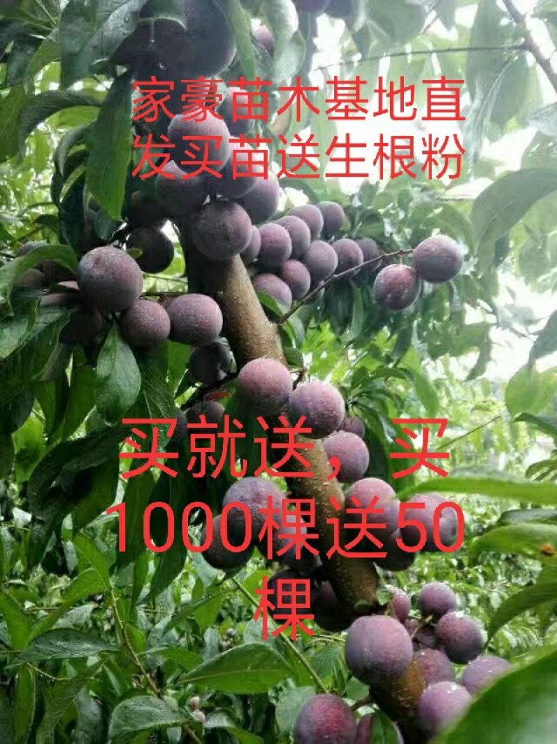 100棵。送10脆红李子苗150~250cm产地直发