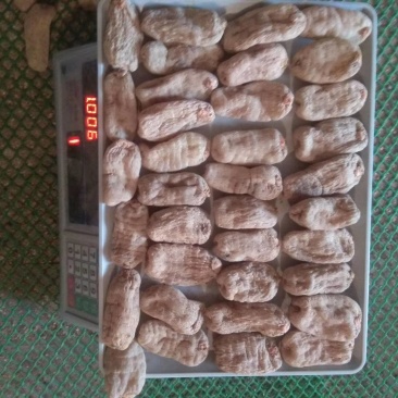 云南昭通小草坝天麻自产自销，支琴专业合昨社