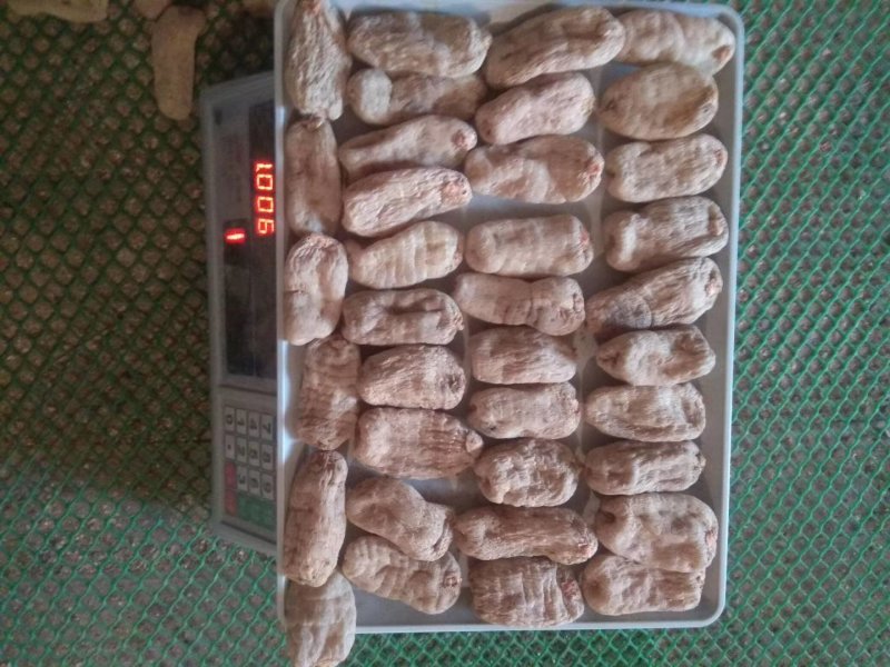云南昭通小草坝天麻自产自销，支琴专业合昨社
