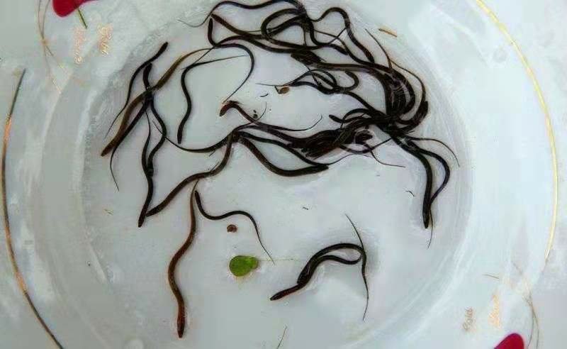 黄鳝鱼苗/繁殖基地直销全国包邮包活