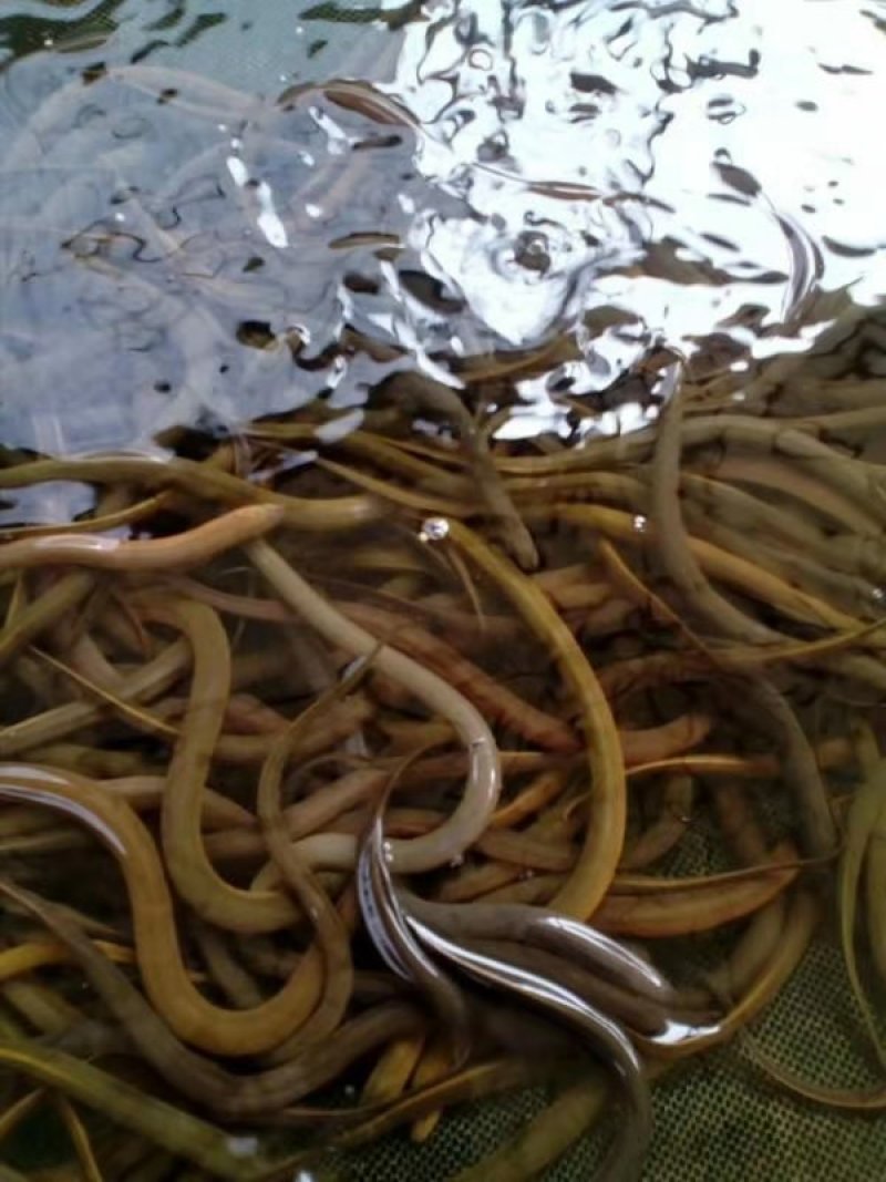 黄鳝鱼苗/繁殖基地直销全国包邮包活