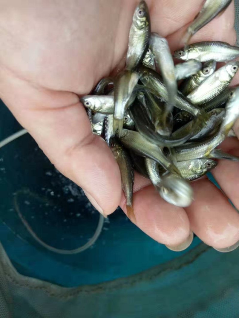 青鱼苗/螺丝青/黑鲩鱼苗十供自孵水花
