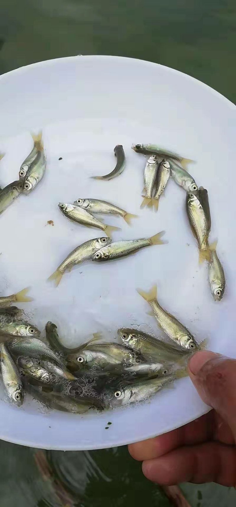 青鱼苗/螺丝青/黑鲩鱼苗十供自孵水花