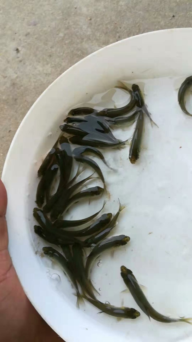 青鱼苗/螺丝青/黑鲩鱼苗十供自孵水花
