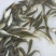 青鱼苗/螺丝青/黑鲩鱼苗十供自孵水花