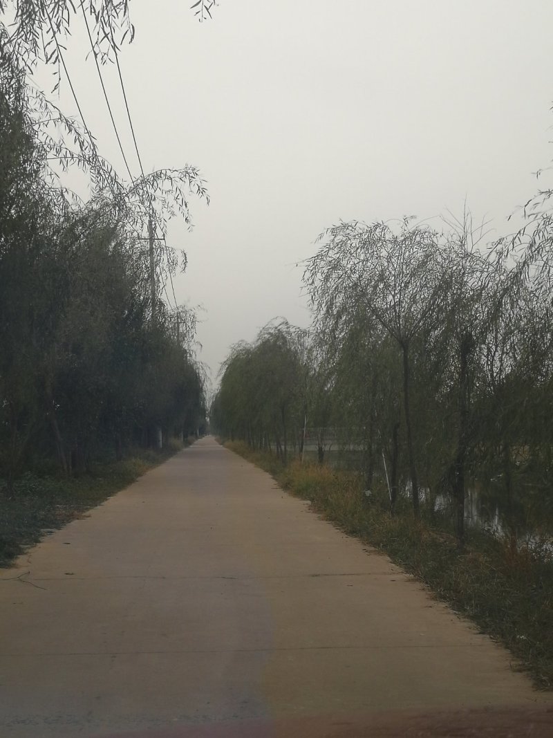 垂柳绿化苗木