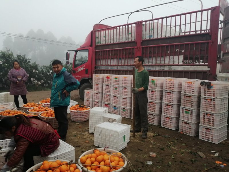 寿柑（巴西柑）颜色红红，吃起翠甜，味道好，欢迎老板前来