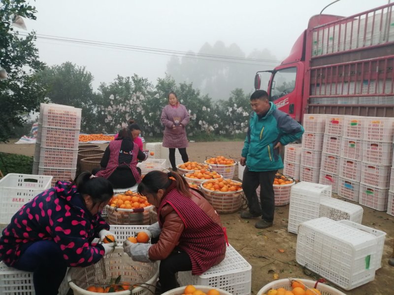 寿柑（巴西柑）颜色红红，吃起翠甜，味道好，欢迎老板前来