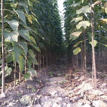 楸树3公分苗