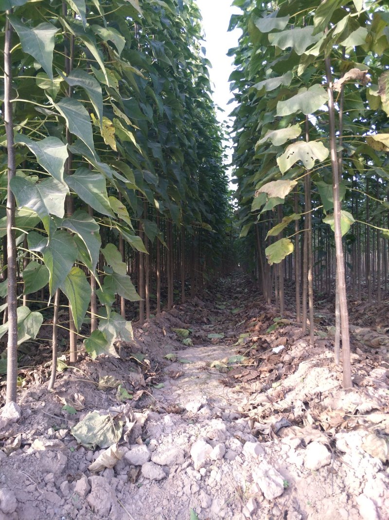 楸树3公分苗