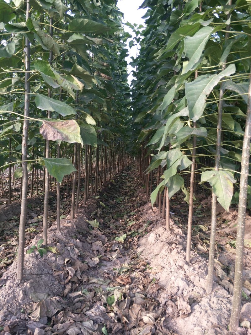 楸树3公分苗
