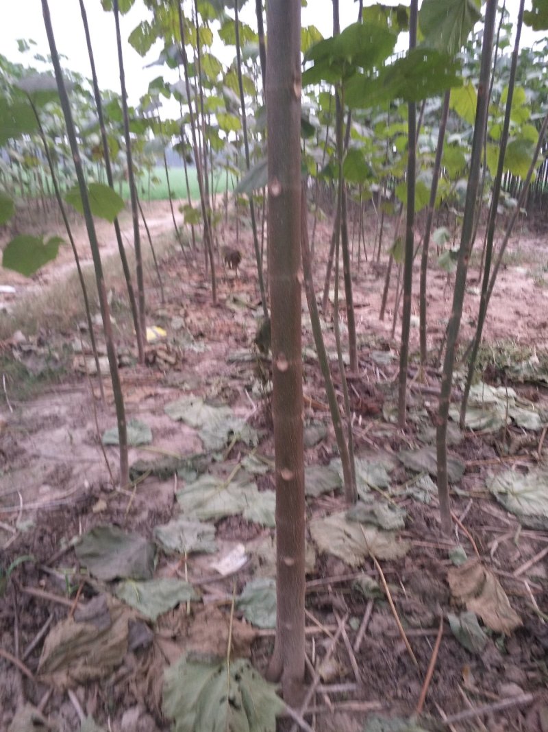 泡桐