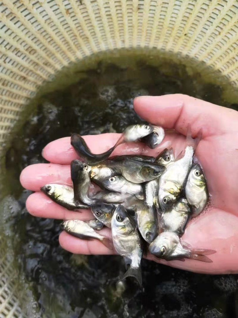 花鲢鱼苗大小规格齐全鳙鱼苗胖头鱼苗支持空陆两运