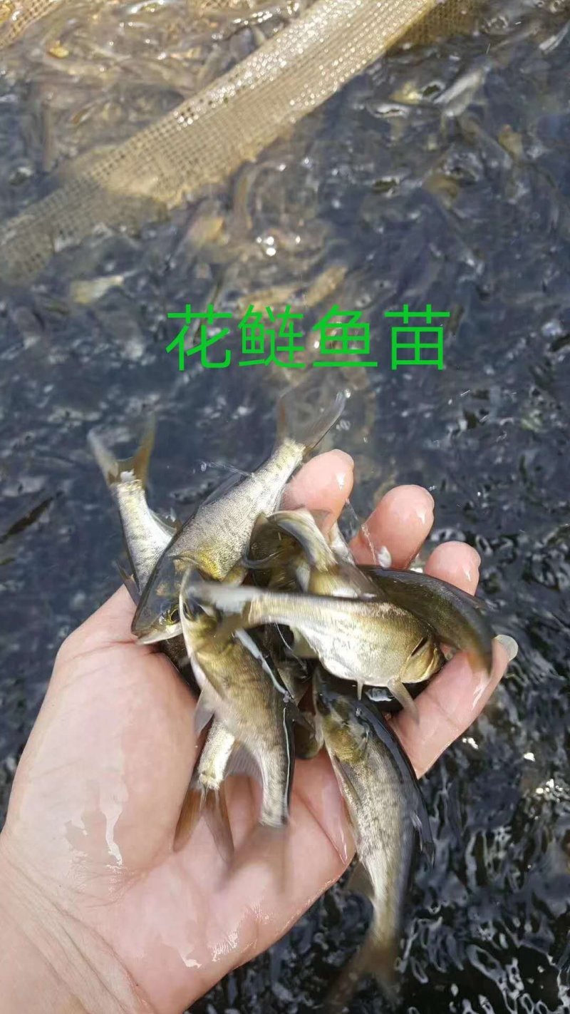 花鲢鱼苗大小规格齐全鳙鱼苗胖头鱼苗支持空陆两运