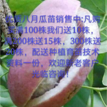 优质改良无籽抗病紫果1号、花果2号、麻果3号八月瓜苗