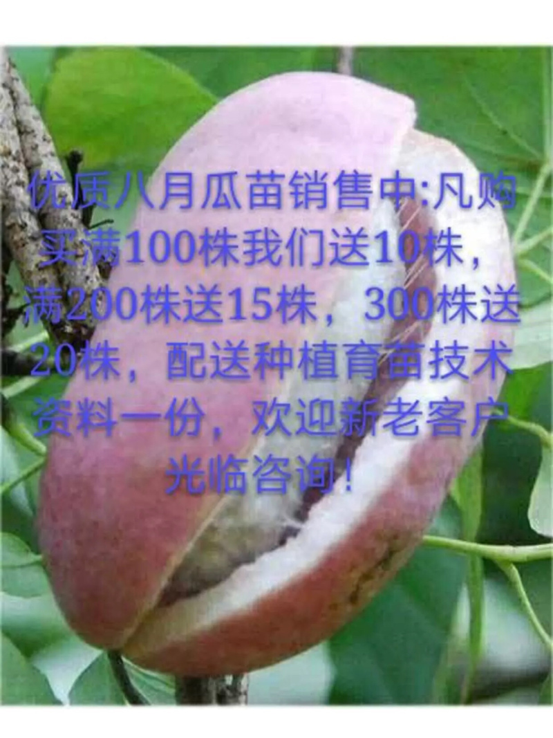 优质改良无籽抗病紫果1号、花果2号、麻果3号八月瓜苗