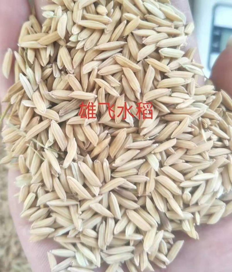 晚稻谷虾田丰优鑫优2号稻谷虾田稻晚虾田谷