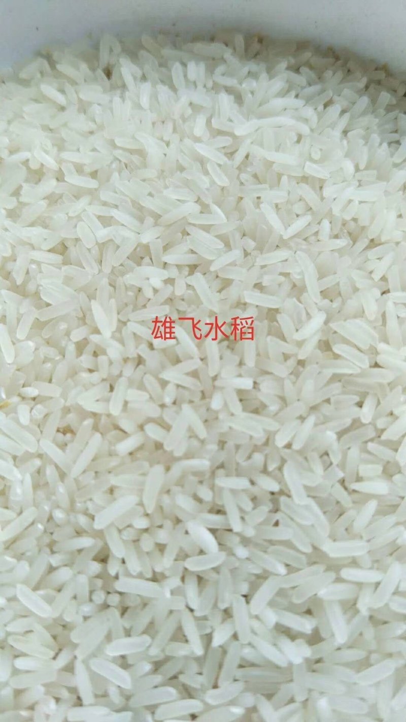 晚稻谷虾田丰优鑫优2号稻谷虾田稻晚虾田谷