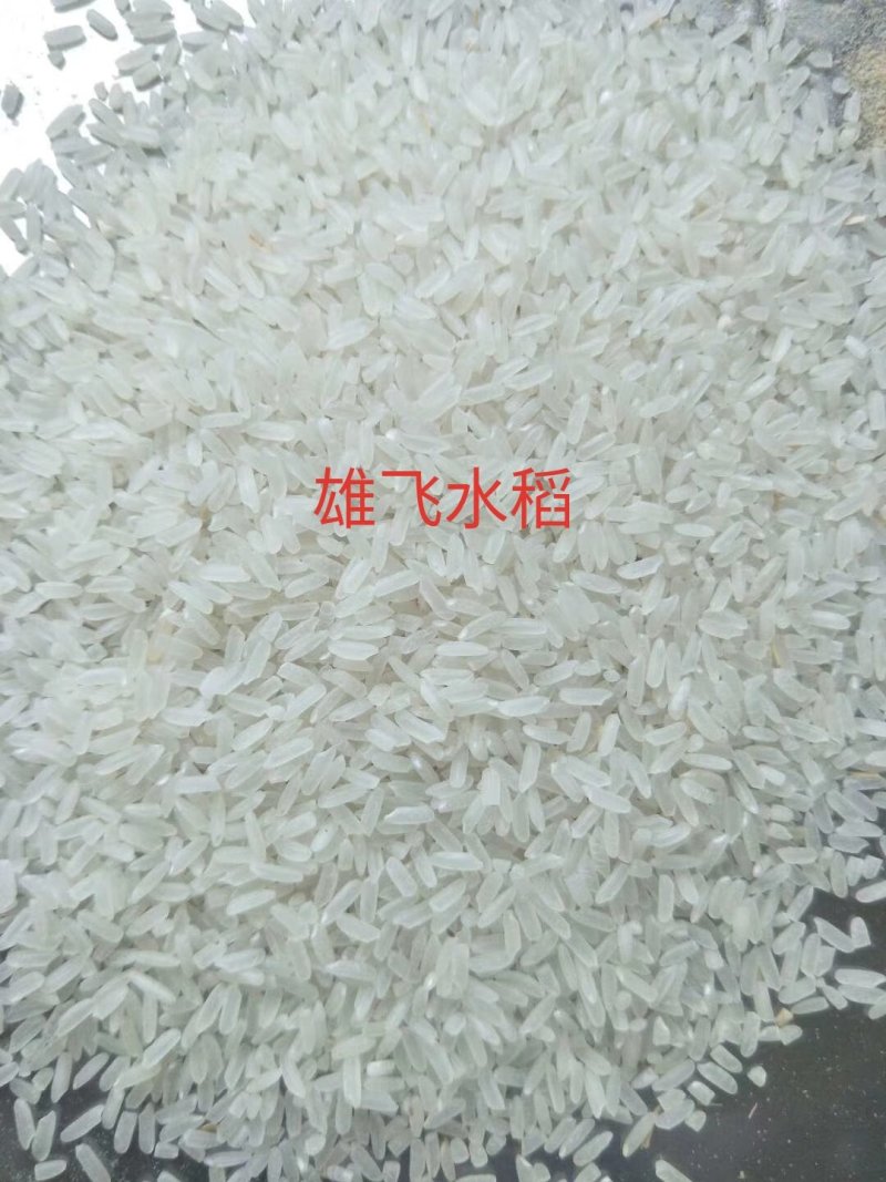 晚稻谷虾田丰优鑫优2号稻谷虾田稻晚虾田谷