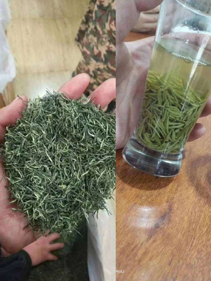 （包邮）信阳毛尖单芽，细嫩，芽头匀称，口感杠杠的全国发货