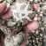 【有好货】花菇干货，产地直供量大从优