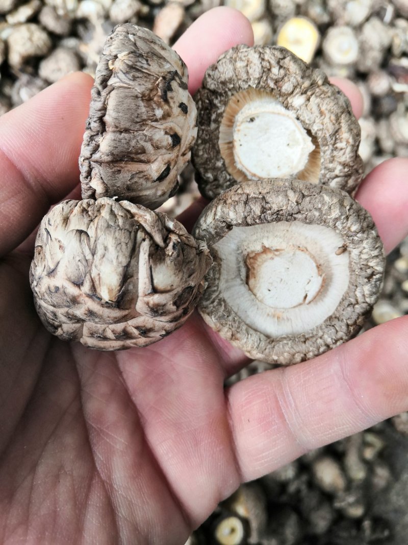 【有好货】花菇干货，产地直供量大从优