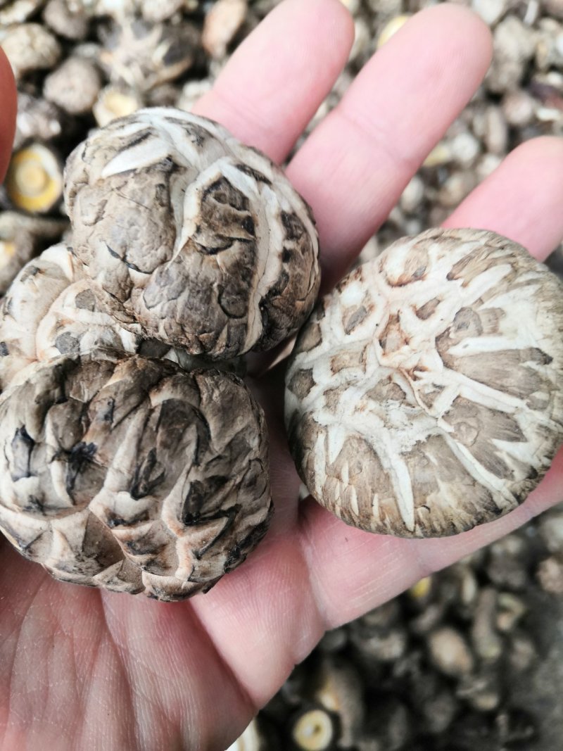 【有好货】花菇干货，产地直供量大从优