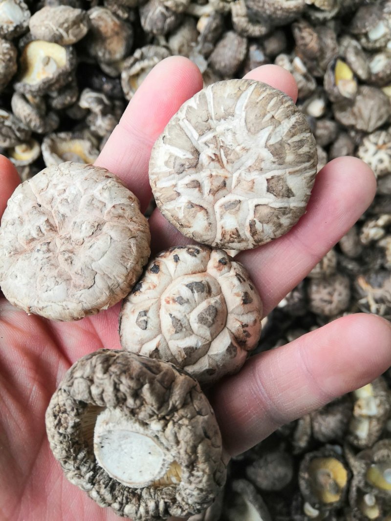 【有好货】花菇干货，产地直供量大从优