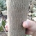 巨紫荆2000棵，分枝点高3米，树形优美，花色紫红