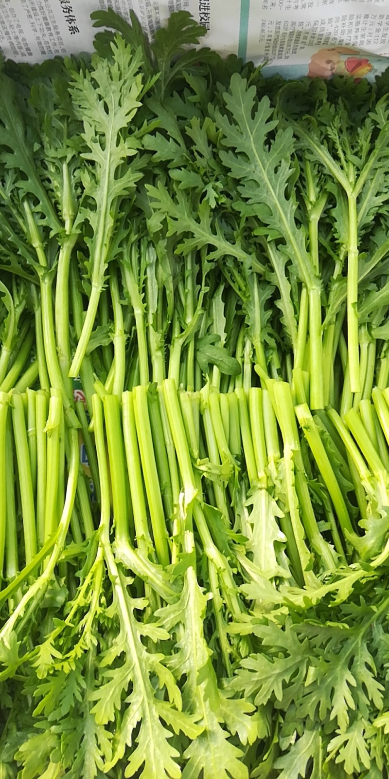 皇帝菜苗高质量对接高端电商超市酒店火锅直用0加工