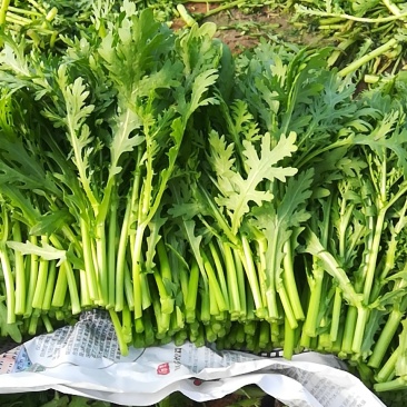 皇帝菜苗高质量对接高端电商超市酒店火锅直用0加工