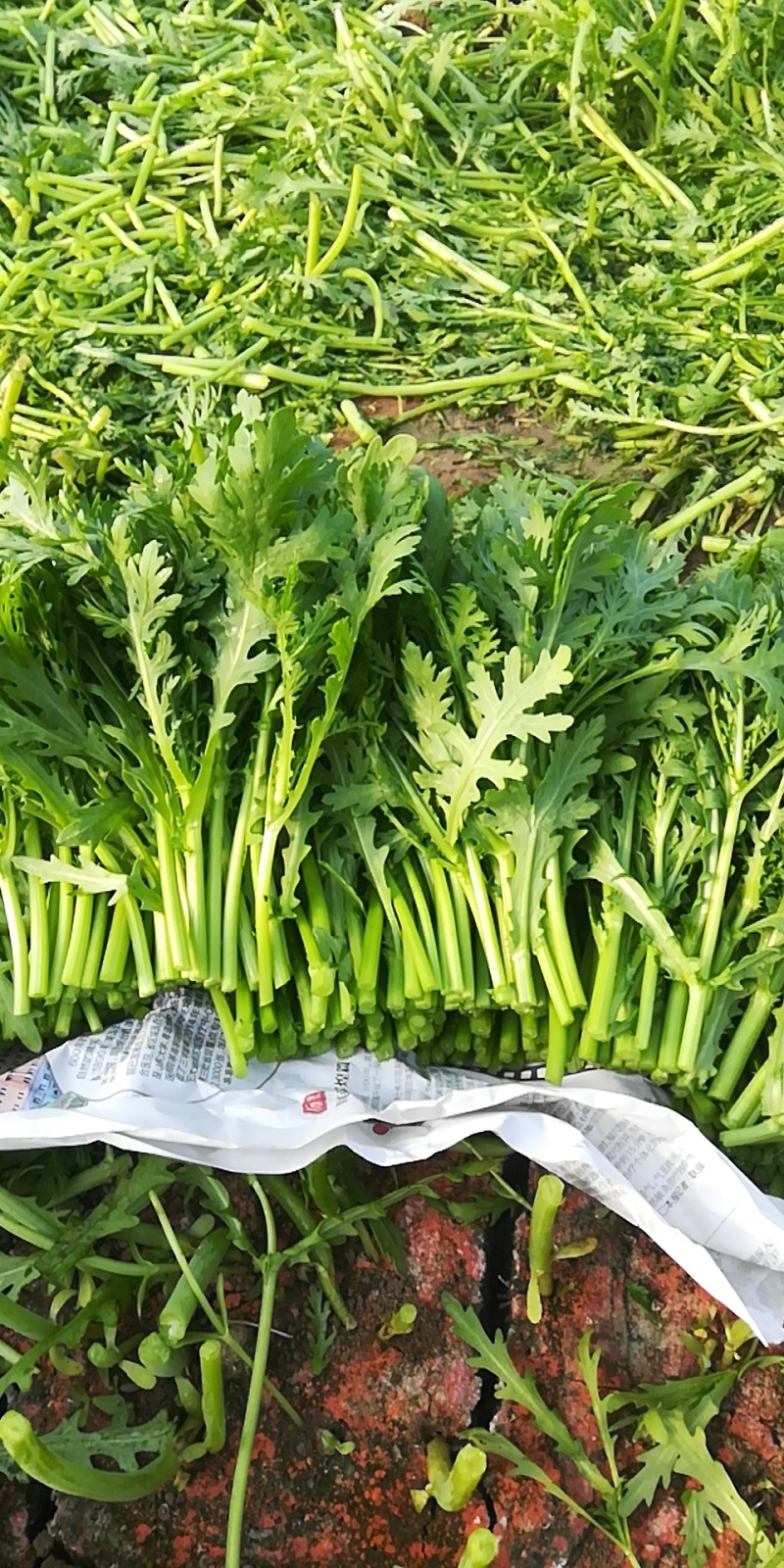 皇帝菜苗高质量对接高端电商超市酒店火锅直用0加工