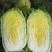 【精品白菜】黄芯/87-14等系列、支持打冷包装常年供应