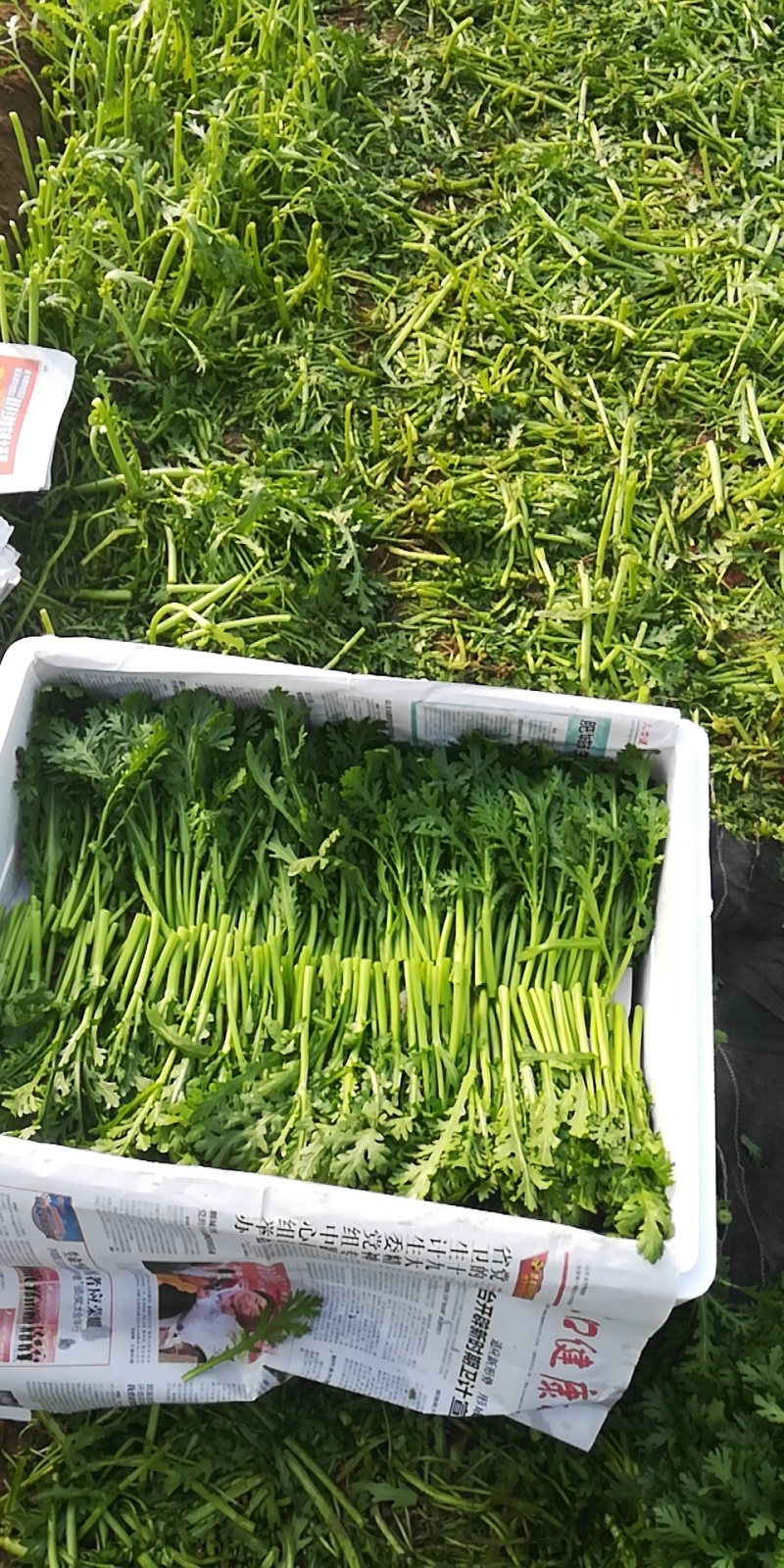 皇帝菜苗高质量对接高端电商超市酒店火锅直用0加工