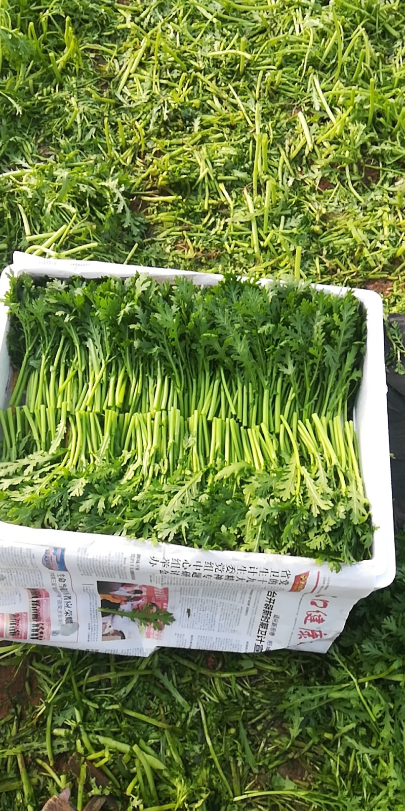 皇帝菜苗高质量对接高端电商超市酒店火锅直用0加工