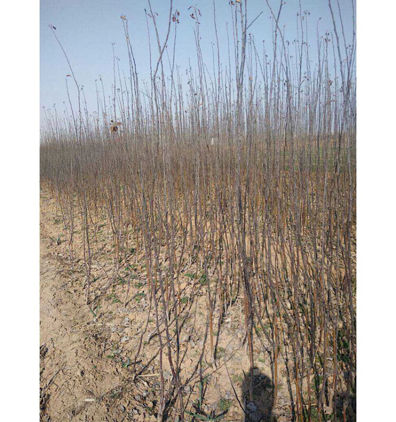 嫁接成品苹果苗烟富6号烟富8号烟富0号2年大苗